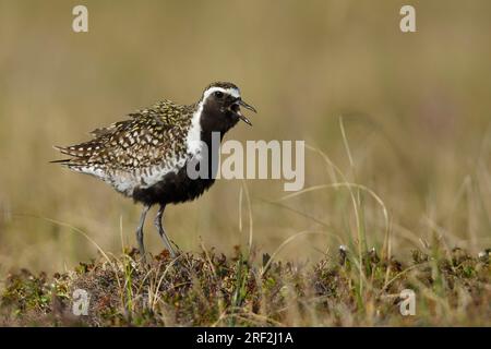 Pluvier doré du Pacifique (Pluvialis fulva), mâle adulte en plumage reproducteur se tenant sur la toundra, États-Unis, Alaska, péninsule de Seward Banque D'Images