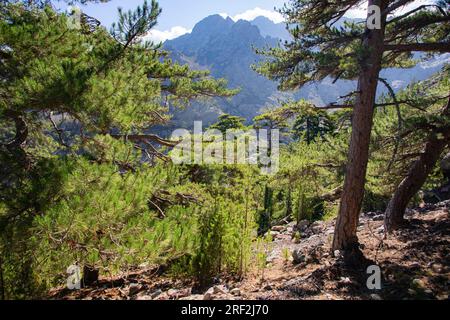 Pin Corse, pin noir Corse (Pinus nigra subsp. laricio, Pinus nigra laricio), forêt de pins à Monte Cinto, France, Corse Banque D'Images