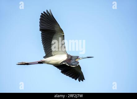 Héron de Louisiane, Héron tricolore (Egretta tricolor), en vol, USA, Floride Banque D'Images