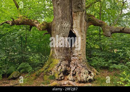 Chêne (Quercus spec.), appelé Kamineiche à Urwald Sababurg, 400 ans, Allemagne, Hesse, Naturpark Reinhardswald Banque D'Images