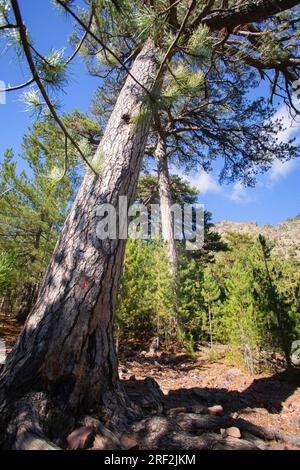 Pin Corse, pin noir Corse (Pinus nigra subsp. laricio, Pinus nigra laricio), forêt de pins omMonte Cinto, France, Corse Banque D'Images