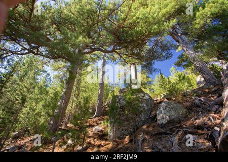 Pin Corse, pin noir Corse (Pinus nigra subsp. laricio, Pinus nigra laricio), forêt de pins omMonte Cinto, France, Corse Banque D'Images