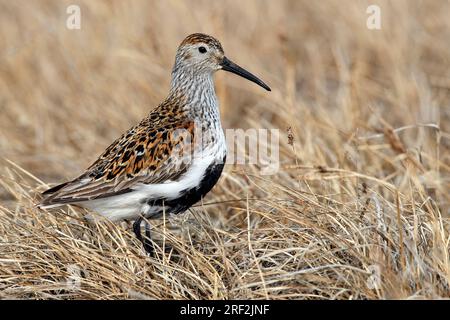 Dunlin d'Amérique (Calidris alpina arcticola, Calidris arcticola), adulte dans l'herbe, USA, Alaska Banque D'Images