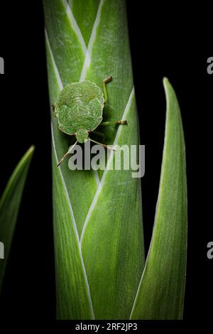 Gros plan macro d'un bug commun du bouclier vert Banque D'Images