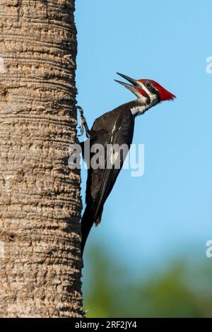 Pic pileé (Dryocopus pileatus), mâle adulte contre un arbre, Calling, USA, Floride Banque D'Images