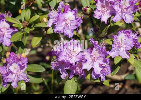 fleur rose du rhododendron catawba Banque D'Images