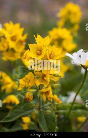 Lysmachia PUNCTATA loosestrife Banque D'Images