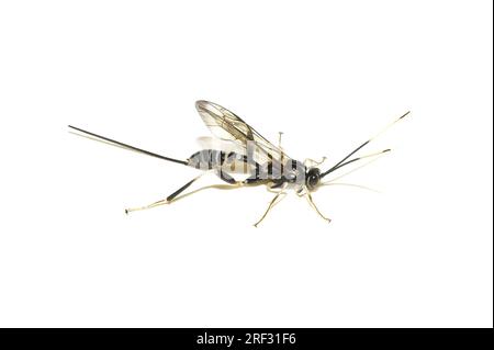 La guêpe ichneumon Arotes amoenus femelle avec ovipositor sur fond blanc Banque D'Images