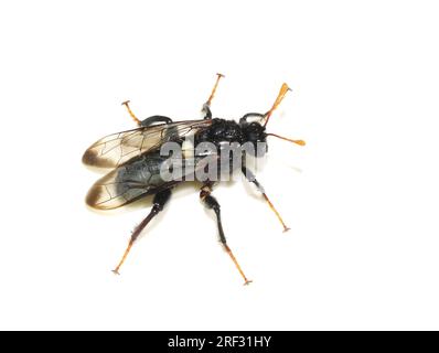 Scie de bouleau Cimbex femoratus sur fond blanc Banque D'Images