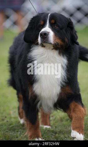 Portrait de chien de montagne bernois face à la caméra en orientation portrait Banque D'Images