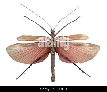 Sauterelle exotique avec ailes propagation vu de dessus, isolated on white with clipping path Banque D'Images