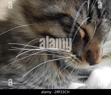 Détail d'un portrait des forêts norvégiennes dormir chaton Banque D'Images