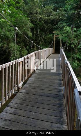 Pont en bois dans une ambiance jungle vue en Guadeloupe (Caraïbes, France) Banque D'Images