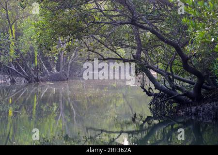 Sundarbans est la plus grande forêt de mangroves naturelle du monde, située entre le Bangladesh et l'Inde. Cette photo a été prise du Bangladesh. Banque D'Images