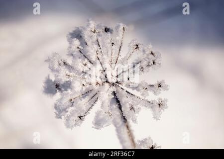 Cerise ou givre d'advection sur Anthriscus sylvestris, plante de persil de vache un matin d'hiver. Banque D'Images