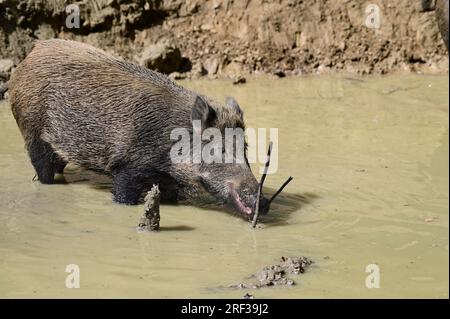 Ernstbrunn, Weinviertel, Basse-Autriche, Autriche. 29 juillet 2023. Sanglier (sus scrofa) dans le parc animalier Ernstbrunn Banque D'Images