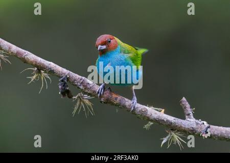 Tanager à tête de baie, Lodge rural Ukuku, Colombie, novembre 2022 Banque D'Images