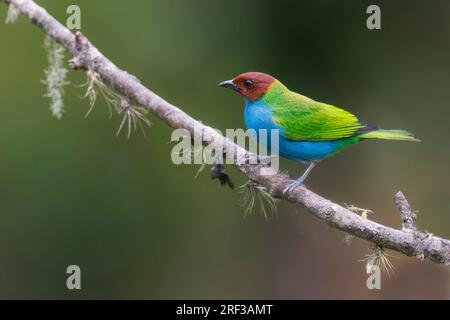 Tanager à tête de baie, Lodge rural Ukuku, Colombie, novembre 2022 Banque D'Images