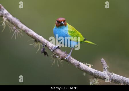 Tanager à tête de baie, Lodge rural Ukuku, Colombie, novembre 2022 Banque D'Images