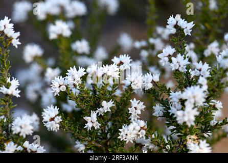 Petites fleurs blanches en forme de cloche de Cryptandra amara, famille des Rhamnacées, dans des landes de grès à Sydney. Arbuste ligneux endémique de l'est de l'Australie Banque D'Images