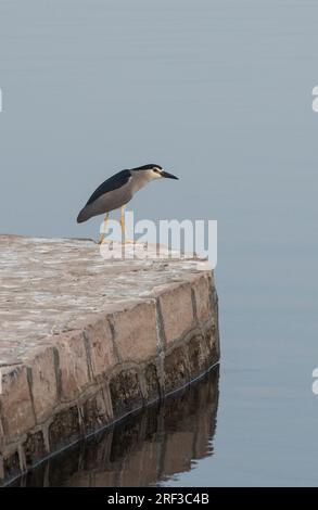 L'héron nycticorax nycticorax nocturne à couronne noire se tenait sur le bord de la pierre mur à côté de la rivière Banque D'Images