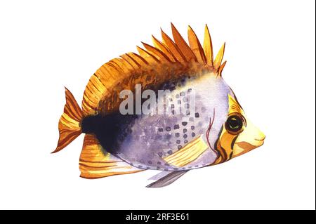 Aquarelle de poisson marin tropical noir butterflyfish. Dessin à la main illustration d'animaux d'aquarium de dessin animé isolé sur fond blanc. Concept pour Banque D'Images