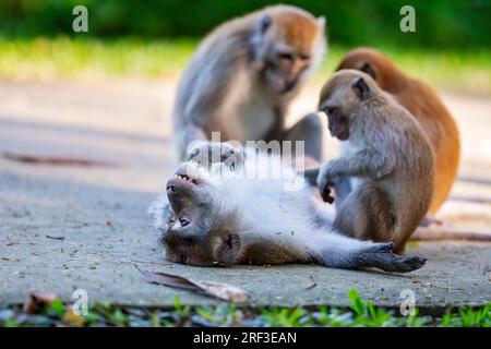 Une femelle supervise deux juvéniles de macaques à longue queue allogroom, un adulte allongé sur le tarmac le long de la promenade Punggol Promenade nature Walk, Singapour Banque D'Images