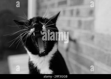 Portrait noir et blanc d'un chat Tuxedo bâillant alors qu'il est assis à l'extérieur à côté d'un mur de briques. Banque D'Images