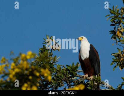 Aigle de poisson africain assis dans un arbre contre un ciel bleu clair dans le parc national de Nyerere, en Tanzanie Banque D'Images