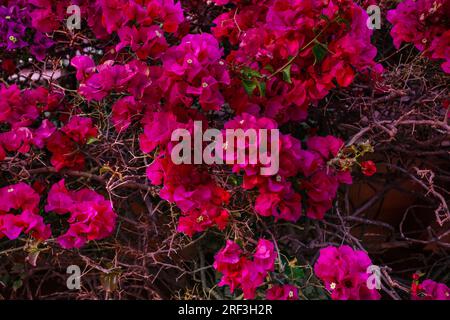 Fond fait de belles grappes de fleurs de Bougainvillea Banque D'Images