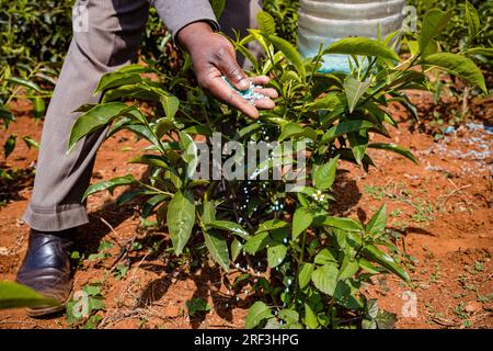 Kiambu County Limuru Tea Farm plantation dans le comté de Kiambu, au Kenya le thé est une boisson aromatique préparée en versant de l'eau chaude ou bouillante sur de l'eau salée ou fr Banque D'Images
