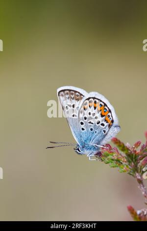 Mâle Silver Studded Blue Butterfly, Plebejus argus, reposant sur Heather avec Copy Space, Christchurch UK Banque D'Images