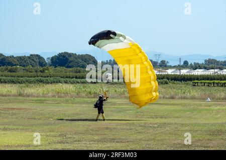 Vue imprenable sur un parachutiste avec un parachute jaune atterrissant sur une pelouse verte pendant une journée ensoleillée. Banque D'Images