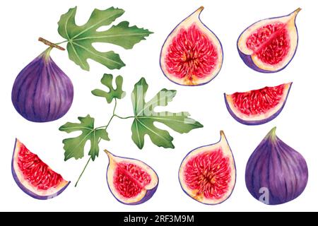 Ensemble de fruits mûrs de figue violette avec des feuilles.fruits individuellement, entiers et en section.Belle et savoureuse série de figues juteuses.Aquarelle et marqueur Banque D'Images