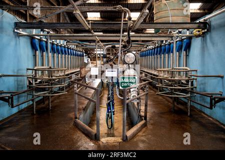 Salle de traite du bétail dans une grande ferme laitière rurale Banque D'Images