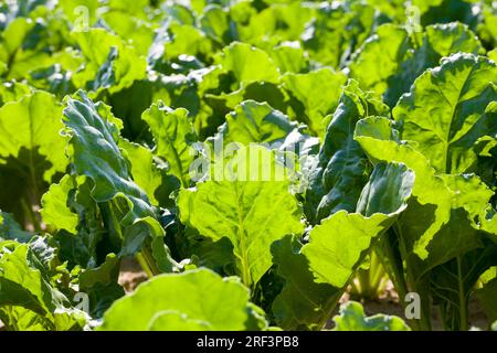 champ agricole où l'on cultive des variétés de betteraves de reproduction, plantes de betteraves vertes sur des sols fertiles, obtention d'une récolte de produits de betterave de haute qualité, clo Banque D'Images