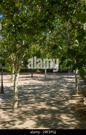 En regardant vers une tress à la Plaza de Oriente – place de l’est dans le centre historique de Madrid, avec la place Royale à l’ouest et le Teatro Real Banque D'Images