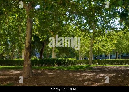 En regardant vers une tress à la Plaza de Oriente – place de l’est dans le centre historique de Madrid, avec la place Royale à l’ouest et le Teatro Real Banque D'Images