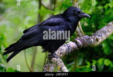 Un corbeau est un oiseau du genre Corvus, ou plus largement un synonyme de tout Corvus. Banque D'Images