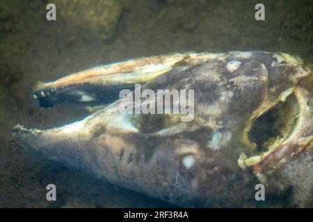 Le saumon est mort après la fonction de reproduction. Les carcasses de poissons pourrissent sous l'eau et enrichissent la rivière reproductrice avec de la matière organique. Mer d'Okhotsk b Banque D'Images