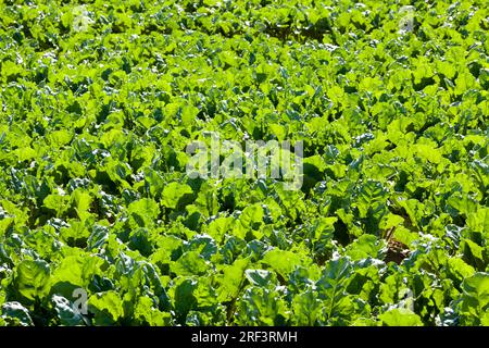 champ agricole où l'on cultive des variétés de betterave sucrière, plantes vertes de betterave sucrière sur des sols fertiles, obtenant une récolte de sug de haute qualité Banque D'Images