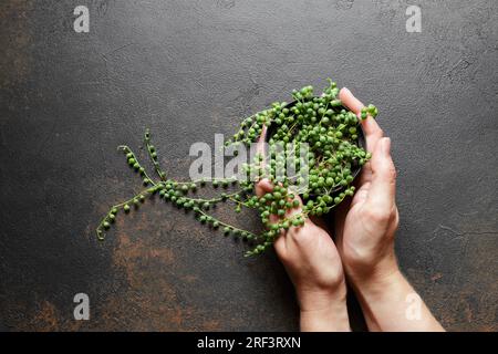 Mains féminines tenant un petit pot de fleurs avec Senecio Rowleyanus ou String of Pearls Plant avec des feuilles comme des perles sur fond sombre Banque D'Images