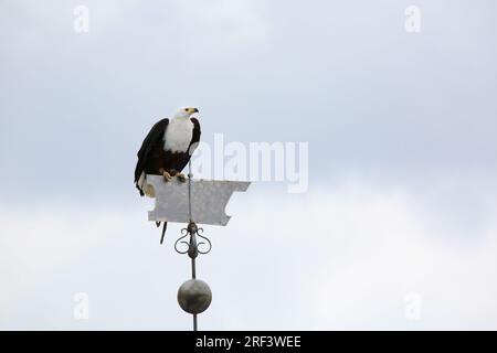 Un aigle-poisson africain (Icthyophaga vocifer) ou aigle de mer africain Banque D'Images