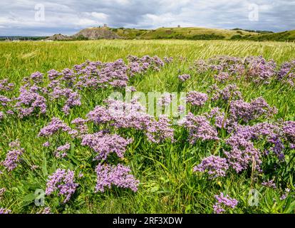 Sea Lavender Limonium vulgare floraison dans le marais salé en amont dans le Somerset Royaume-Uni Banque D'Images