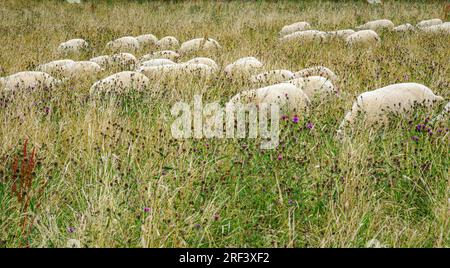 Troupeau de moutons pâturant et caché par de longues herbes dans un champ de Gloucestershire UK Banque D'Images