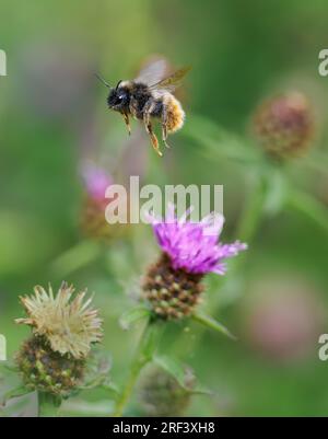 Common Carder Bee Bombus pascuorum se levant d'une fleur Black Knapweed - Somerset France Banque D'Images