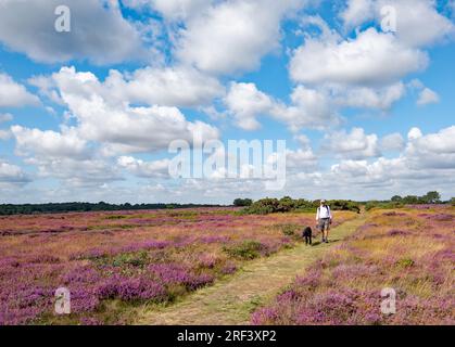 Homme et chien sur Dunwich Heath Banque D'Images