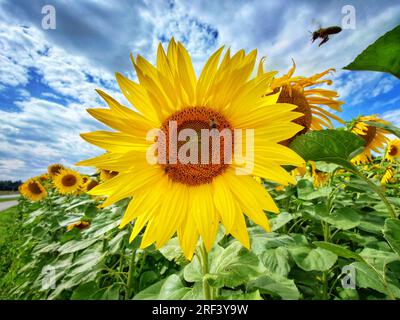 Munich, Bavière, Allemagne. 31 juillet 2023. Une abeille entre pour un atterrissage pour rejoindre d'autres sur un tournesol à Munich, en Allemagne. (Image de crédit : © Sachelle Babbar/ZUMA Press Wire) USAGE ÉDITORIAL SEULEMENT! Non destiné à UN USAGE commercial ! Banque D'Images