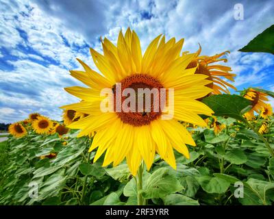 Munich, Bavière, Allemagne. 31 juillet 2023. Tournesols avec des abeilles sur eux comme on le voit dans une ferme à Munich, en Allemagne. (Image de crédit : © Sachelle Babbar/ZUMA Press Wire) USAGE ÉDITORIAL SEULEMENT! Non destiné à UN USAGE commercial ! Banque D'Images