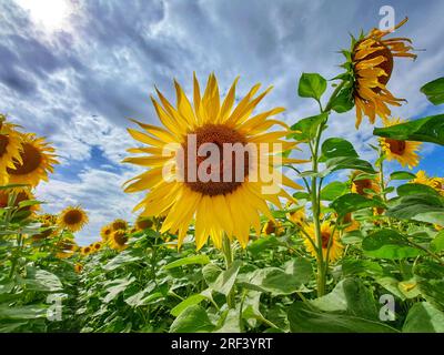 Munich, Bavière, Allemagne. 31 juillet 2023. Tournesols avec des abeilles sur eux comme on le voit dans une ferme à Munich, en Allemagne. (Image de crédit : © Sachelle Babbar/ZUMA Press Wire) USAGE ÉDITORIAL SEULEMENT! Non destiné à UN USAGE commercial ! Banque D'Images